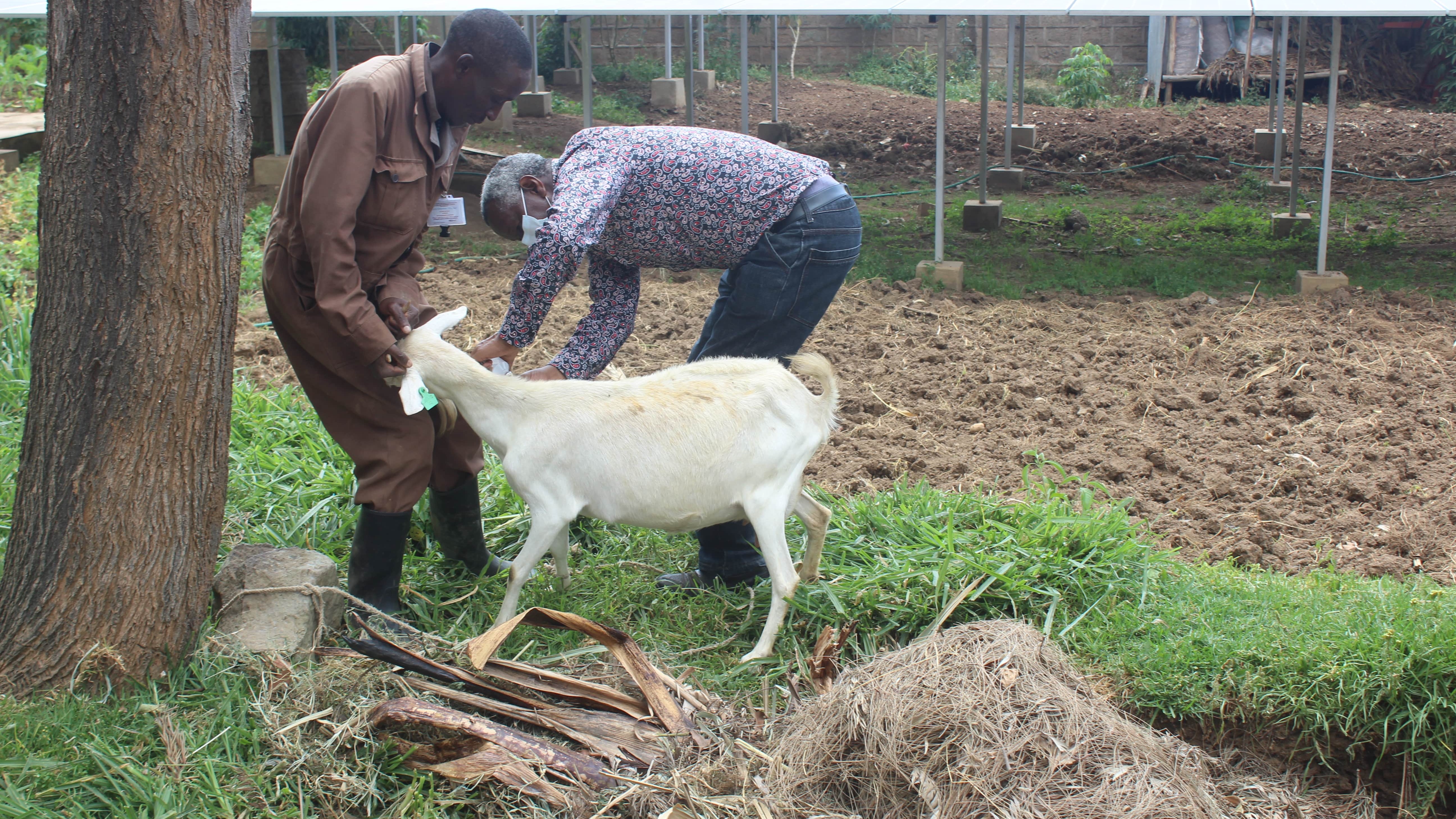 Demonstration farm for CIGAS