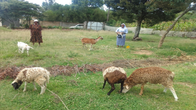 Success story: From Challenges to Triumph: Nancy Wambui Kamau's Inspiring Journey
